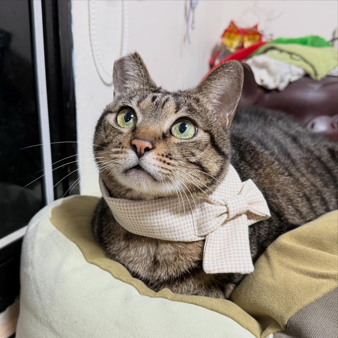 【限量商品】蝴蝶结围巾 猫咪围巾 宠物围巾 - 订制抱枕/饰品 - 棉 