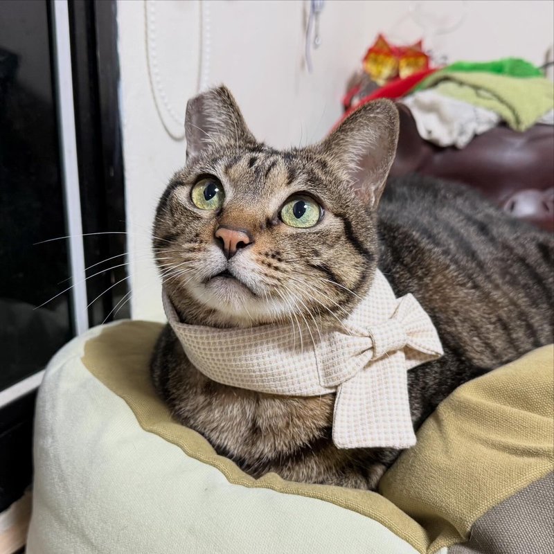【限量商品】蝴蝶结围巾 猫咪围巾 宠物围巾 - 订制抱枕/饰品 - 棉．麻 