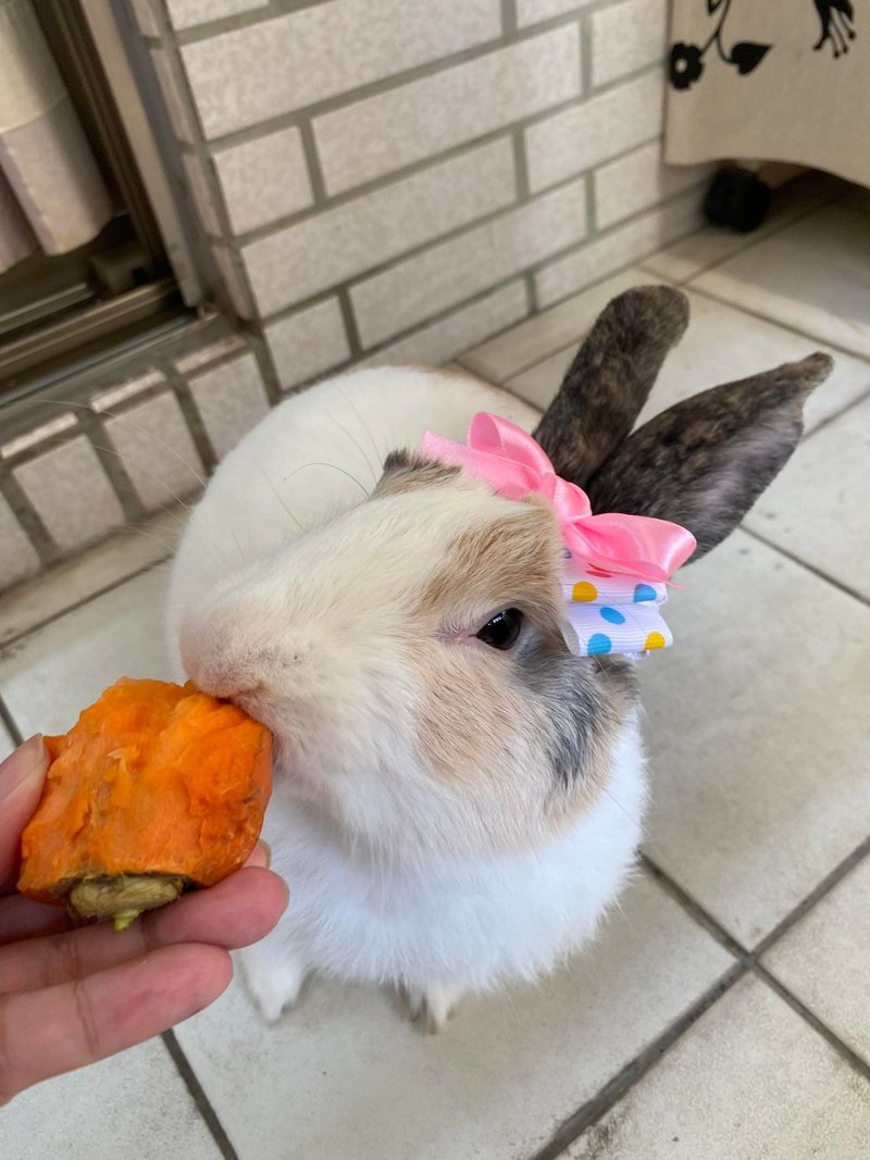 Q1-手工宠物生日帽子宠物发饰头套兔兔牵绳衣配件兔子花圈 - 衣/帽 - 其他材质 多色