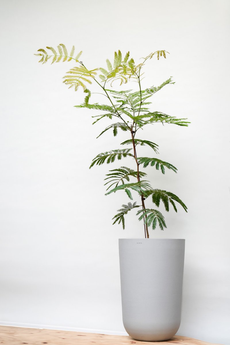 小豆树│有植 Yuzhi - 植栽/盆栽 - 植物．花 