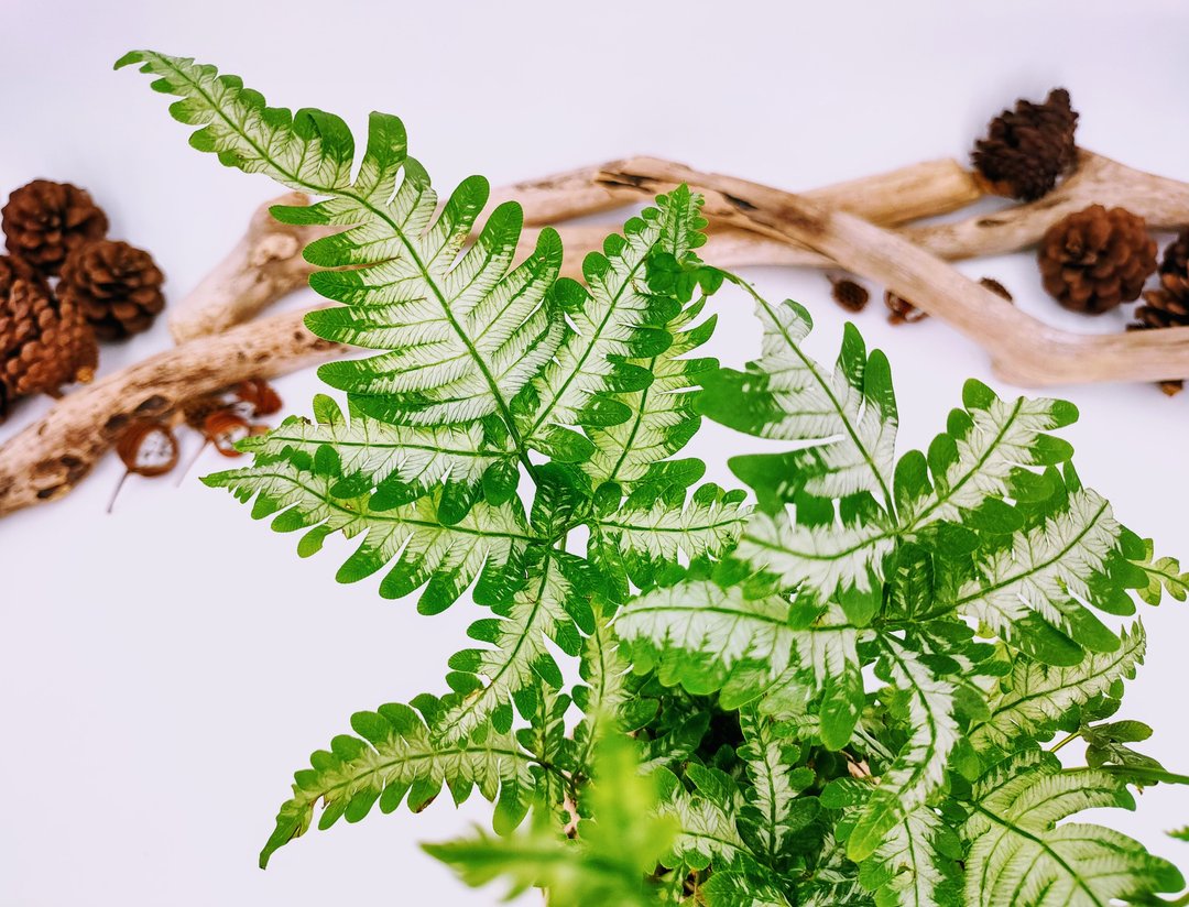 Alaba凤尾蕨苔球│板植│室内植物│窗边植物│观叶植物 - 植栽/盆栽 - 植物．花 绿色