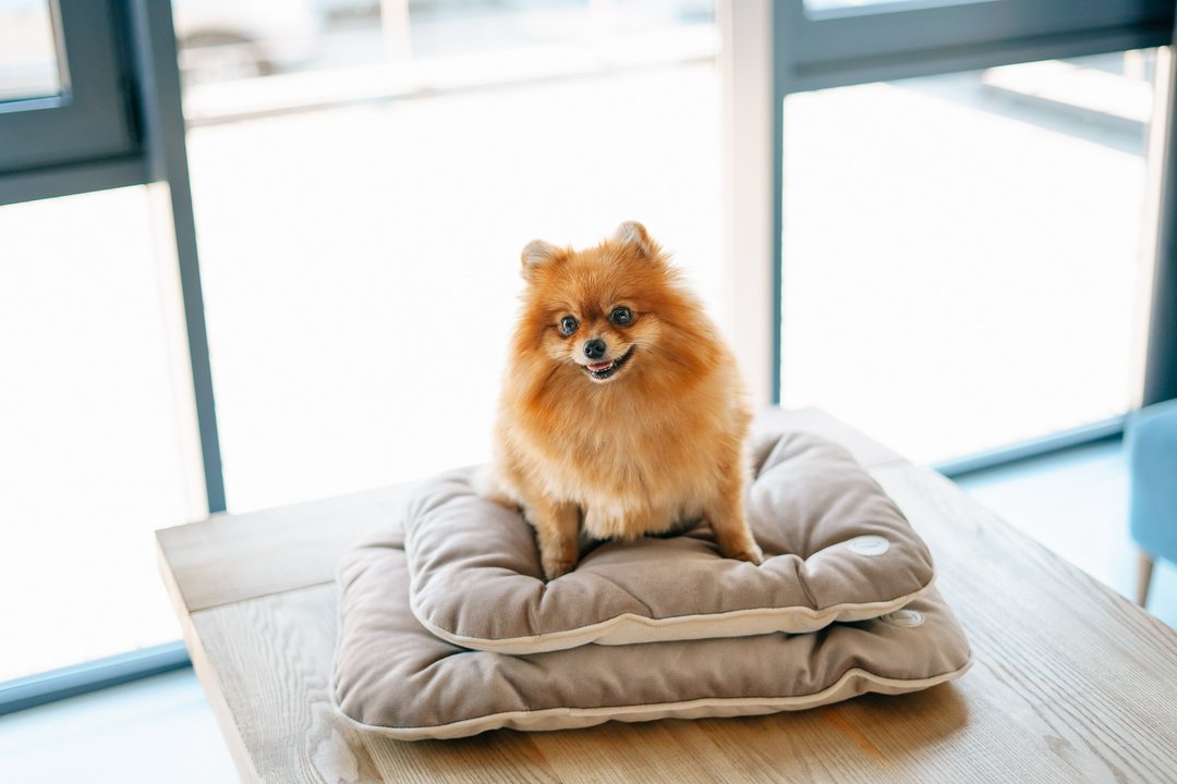 Beige carrier cushion for small dog S Size 55x38 cm Plush velvet - 床垫/笼子 - 其他材质 金色