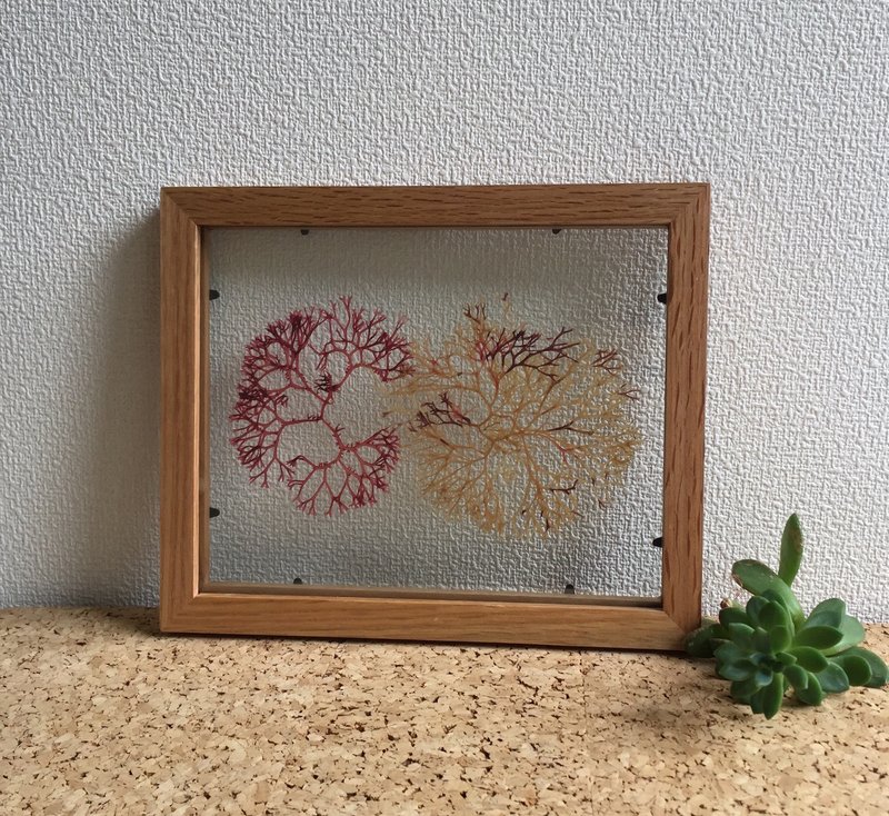 Seaweed Art, Pressed seaweeds, Botanical art, Alganet collage, seaweed, art, nature, plants - 墙贴/壁贴 - 环保材料 卡其色