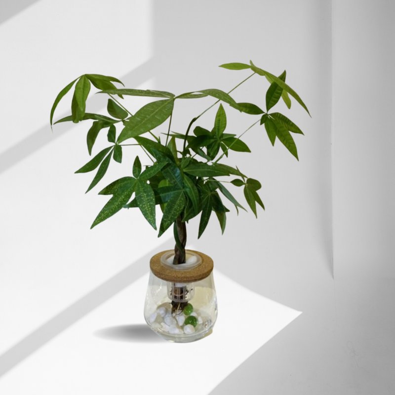 蕨美植栽 水耕植栽 发财树 x 弧形玻璃瓶 招财象征・质感轻绿 - 植栽/盆栽 - 植物．花 