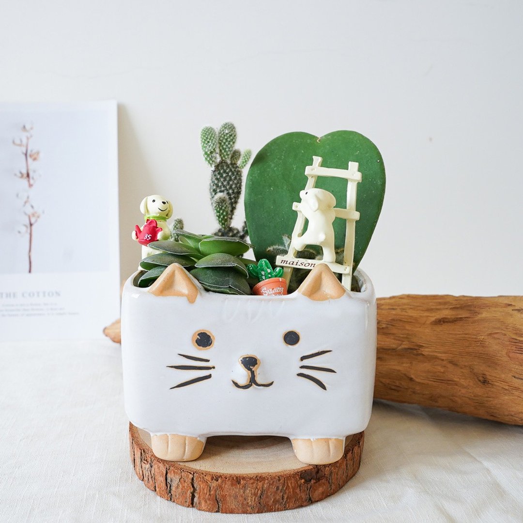 【竒植花物】猫咪仙人掌多肉盆栽 生日礼物 交换礼物 定制化 - 植栽/盆栽 - 植物．花 