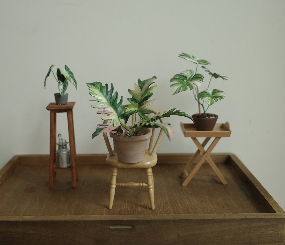 袖珍盆栽 班叶神锯蔓绿绒  仅此一件售完不补 - 植栽/盆栽 - 真皮 