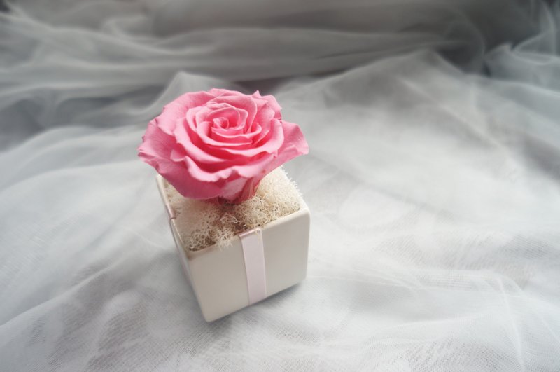 单朵玫瑰 - 挚爱 The One&Only (可选色) - 植栽/盆栽 - 植物．花 多色