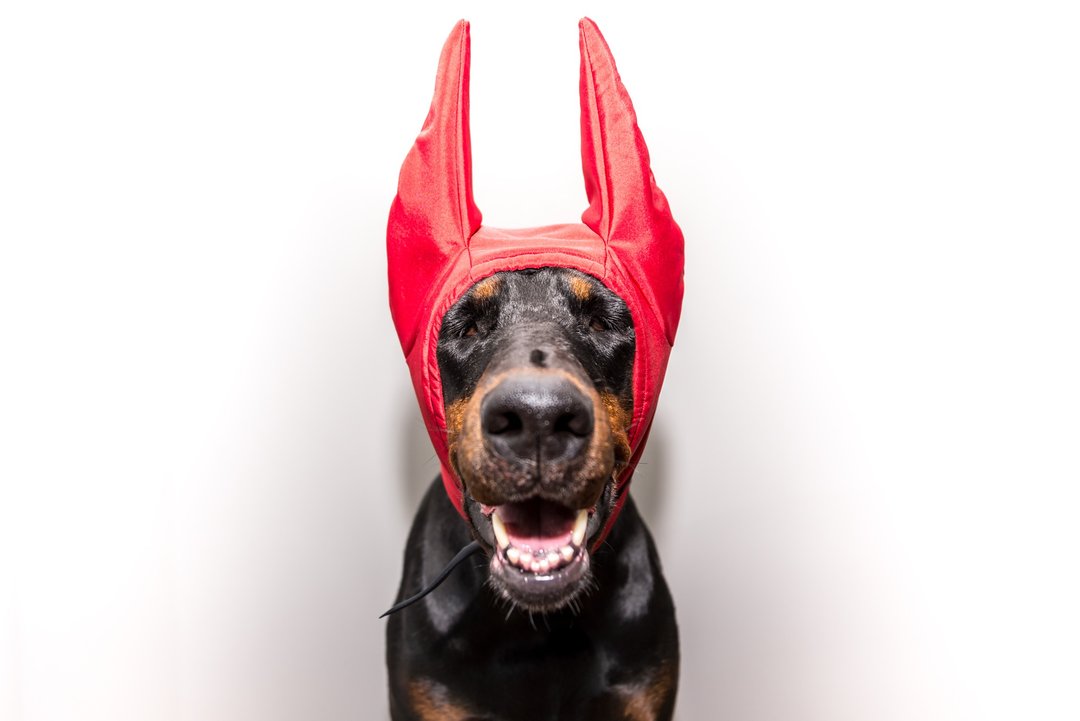 Red Doberman Winter Hat Doberman Warmer Pitbull Hat Doberman Winter Snood Dog - 衣/帽 - 尼龙 红色
