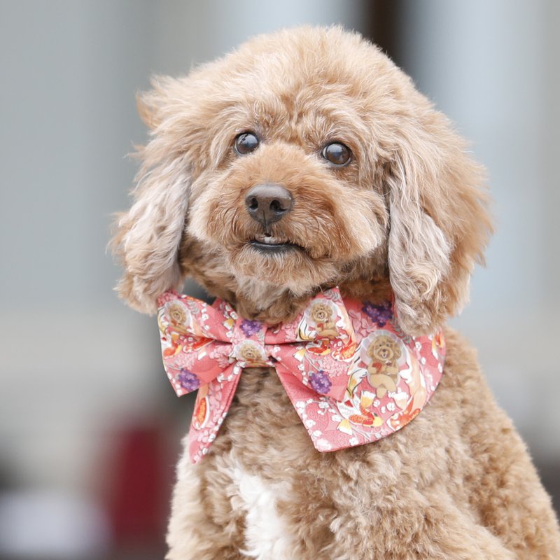 如鱼得犬 毛孩项圈 领结造型彩色围脖 不同尺寸猫狗可用 可印名字 - 项圈/牵绳 - 其他人造纤维 红色