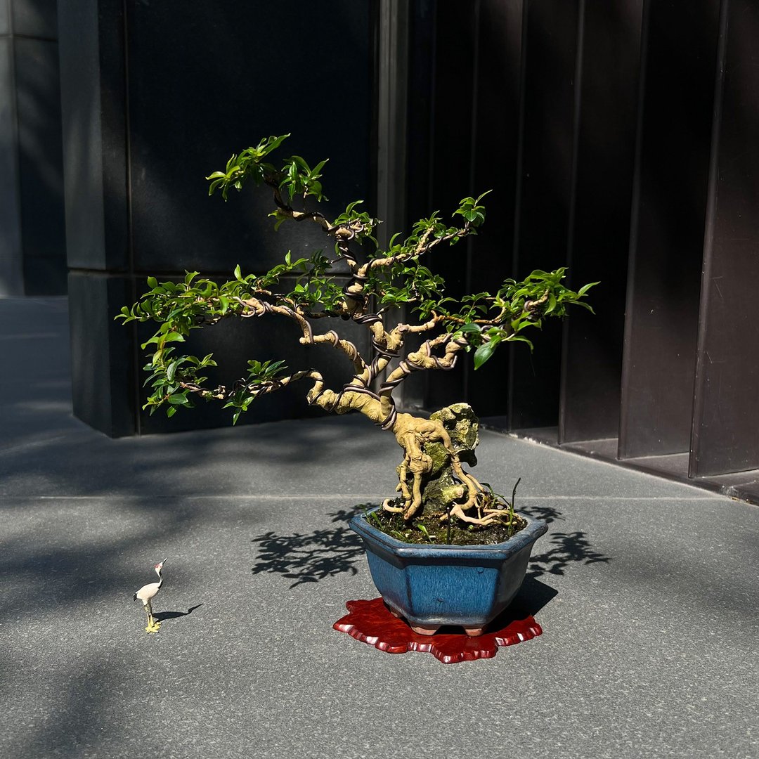 日本姬百日红 サルスベリ∣小品露根盆景 - 植栽/盆栽 - 陶 