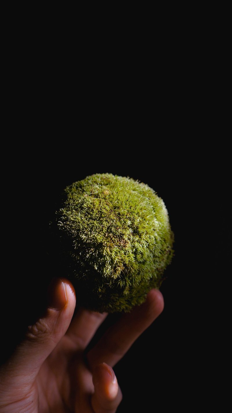 白发藓苔玉-Leucobryum Kokedama - 植栽/盆栽 - 植物．花 绿色