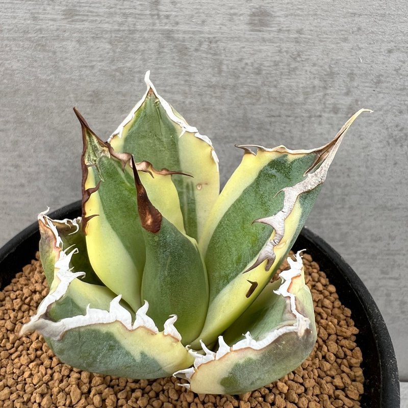 暴牙 | 龙舌兰 |  Agave titanota 'Sanggle Tooth' - 植栽/盆栽 - 植物．花 