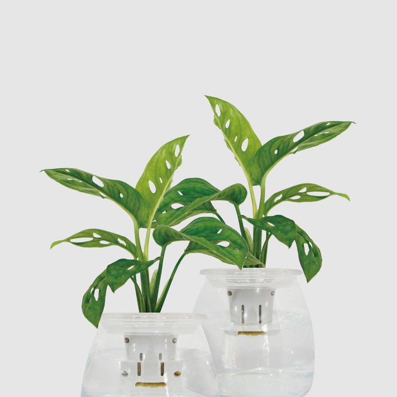 │ 玻璃系列 │窗孔龟背芋 - 吸附灰尘 鱼水共生 水耕植物 - 植栽/盆栽 - 植物．花 