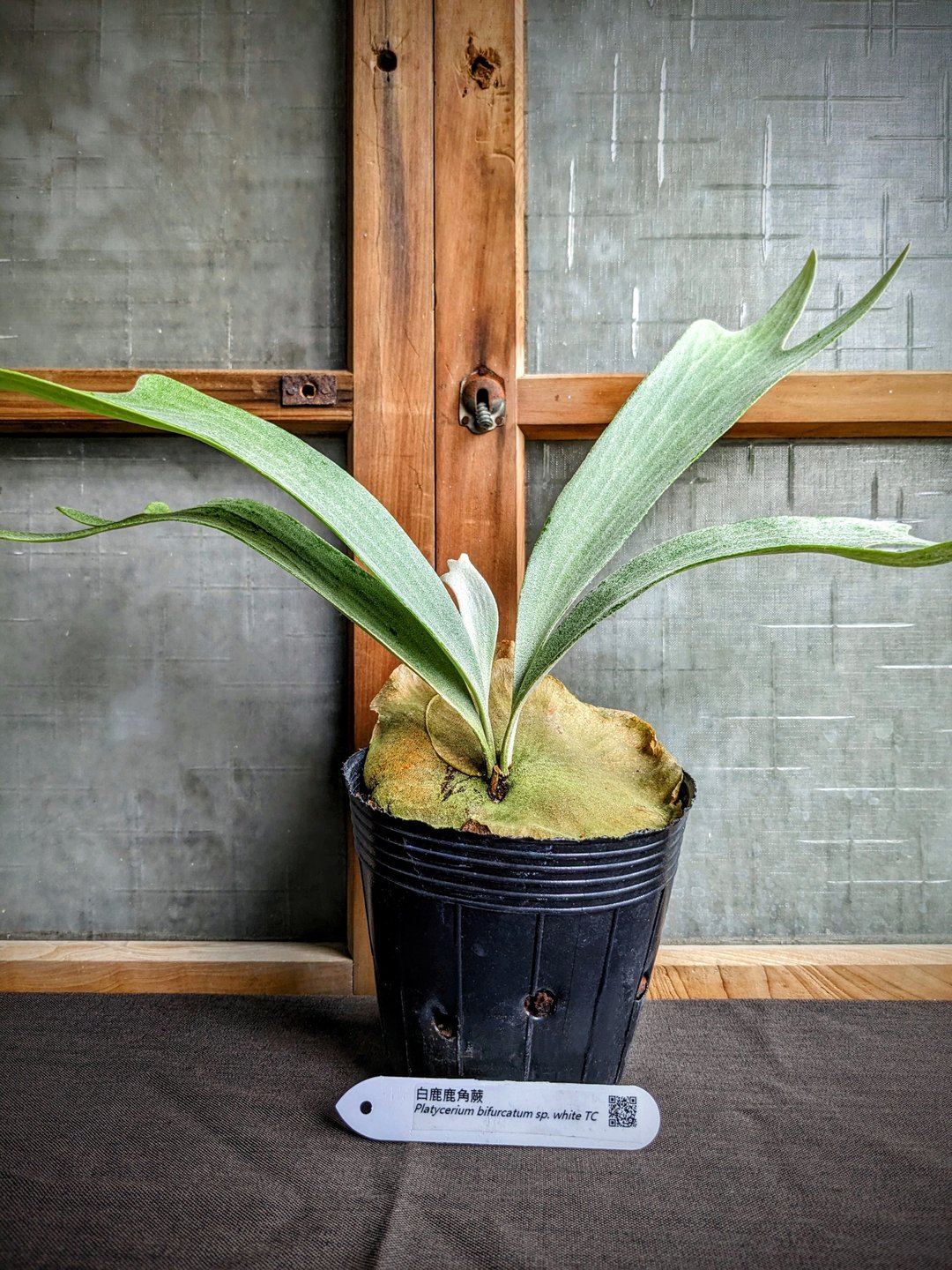 白鹿鹿角蕨Platycerium bifurcatum sp.White TC - 植栽/盆栽 - 植物．花 绿色