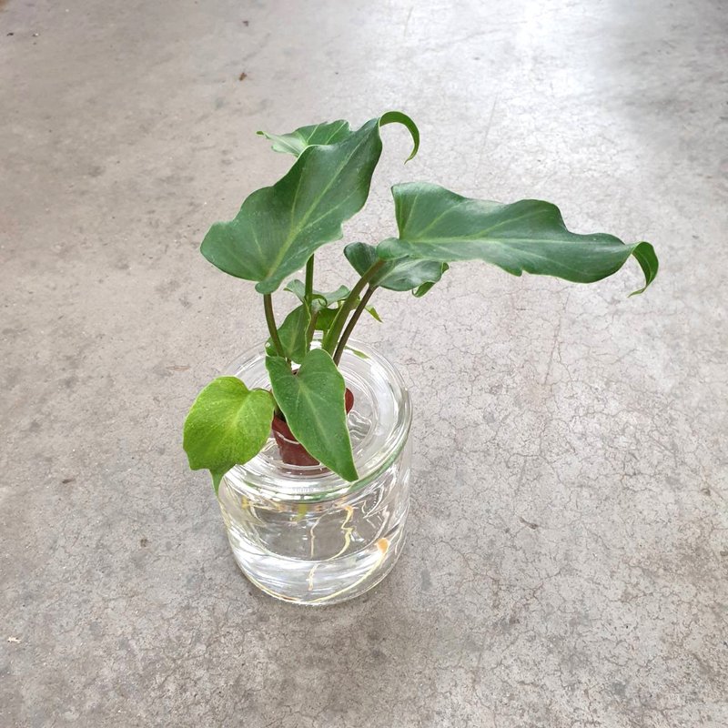 植物 小天使蔓绿绒 水耕 室内盆栽 - 植栽/盆栽 - 玻璃 绿色