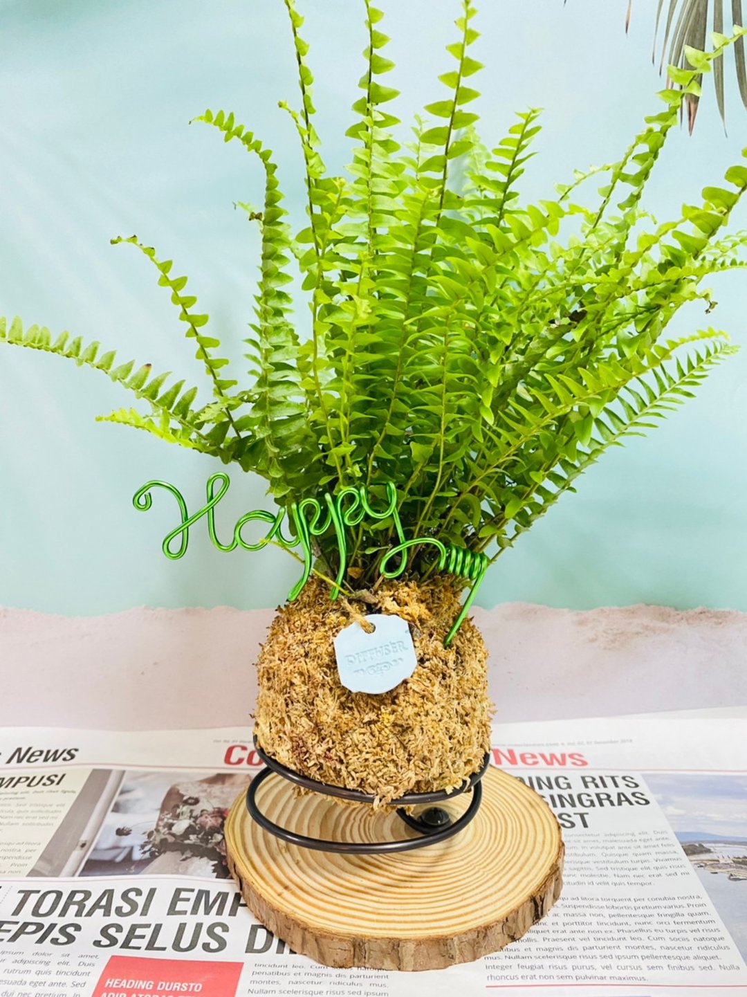 漂浮水苔球 森林系壁植 室内文青植栽(不含铝线字体) - 植栽/盆栽 - 其他材质 
