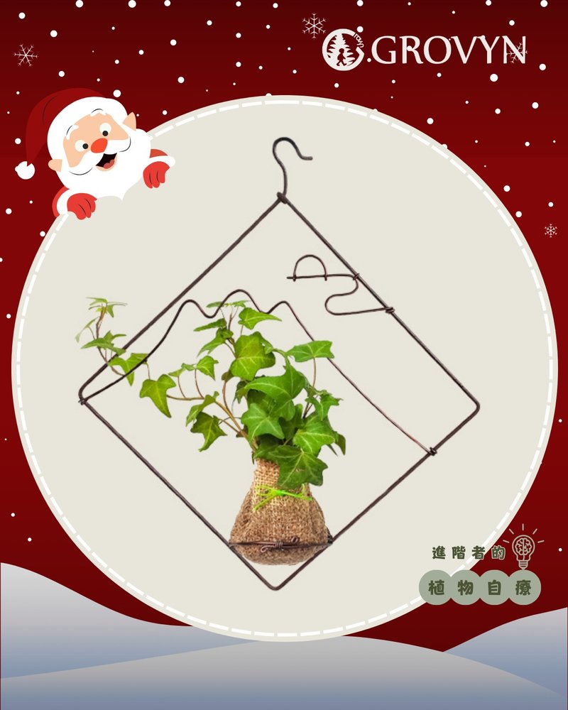 【绿窗花】一扇通往自然的诗意之窗・生活美学植感生活 - 植栽 - 植物．花 