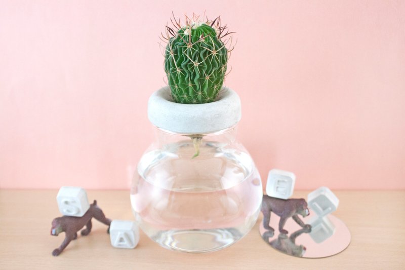 水耕多肉-矮胖款   玻璃 水泥 - 植栽/盆栽 - 玻璃 透明