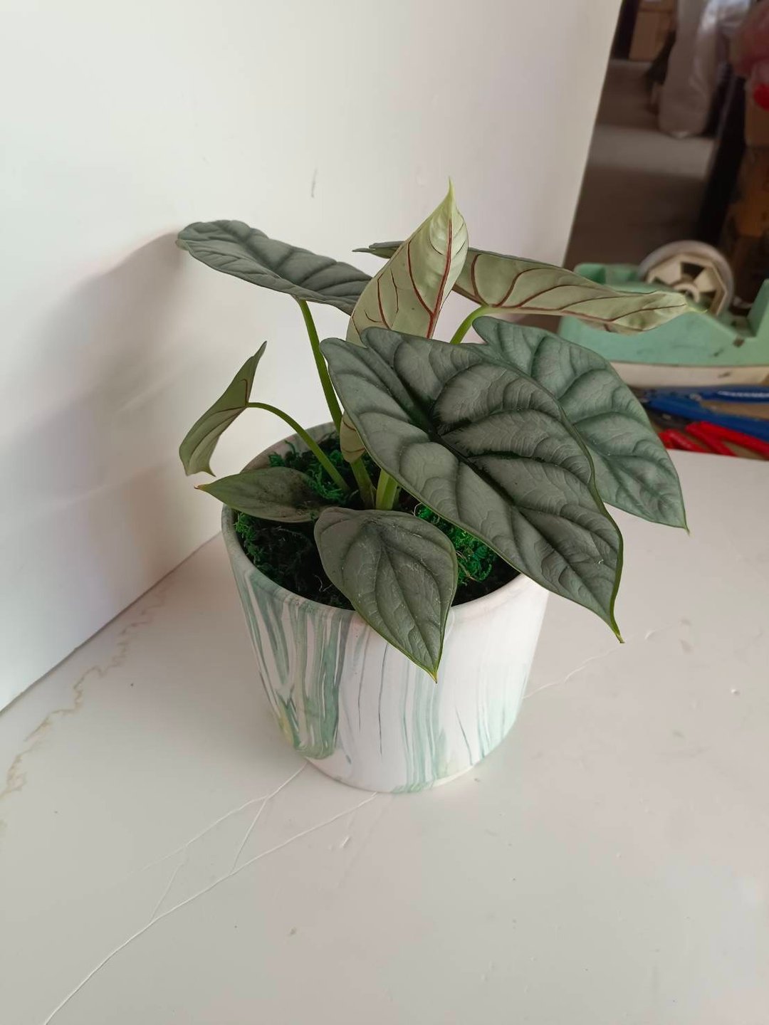 【独家首卖】银龙观音莲 桌上型玄关室内摆设推荐 - 植栽/盆栽 - 陶 