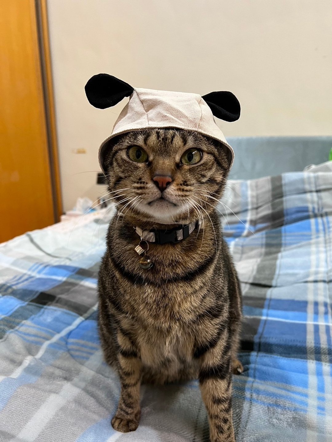【定制化礼物】猫咪头套 猫头套 宠物头套 熊熊头套 头套 - 衣/帽 - 棉 