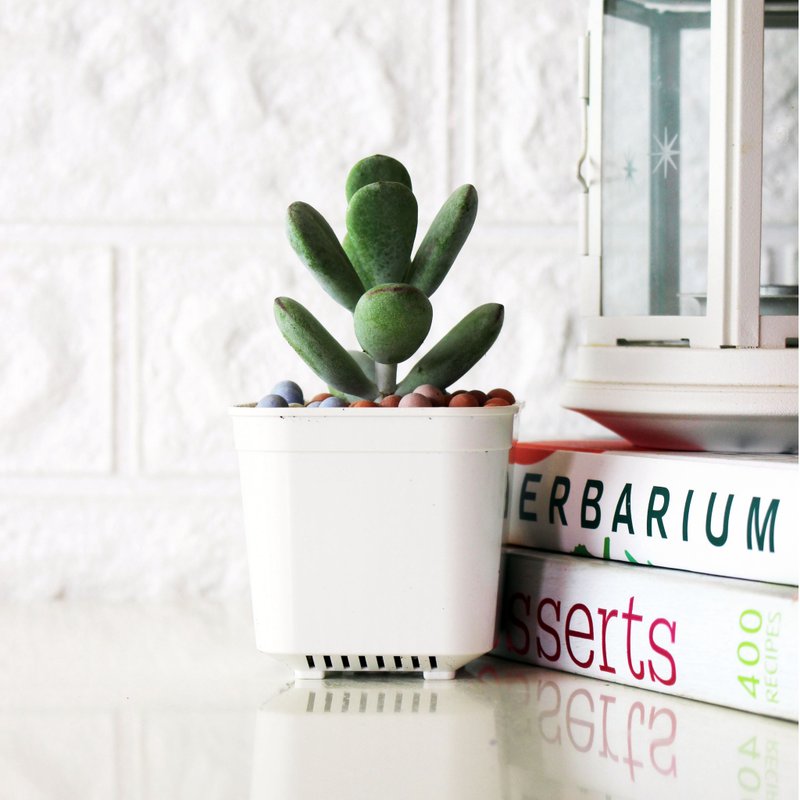 可爱多肉盆栽 - 手指饼干盆栽 - 植栽/盆栽 - 植物．花 绿色