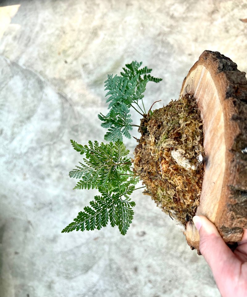 兔脚蕨上板 请先询问在下单 - 植栽/盆栽 - 植物．花 