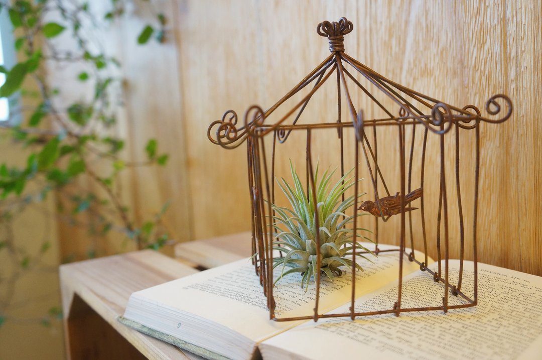 [盆栽] 小精灵之家 Tillandsia's House (空气凤梨 疗愈 办公小物 含植物) 圣诞节 耶诞节 送礼 交换礼物 - 植栽/盆栽 - 植物．花 咖啡色