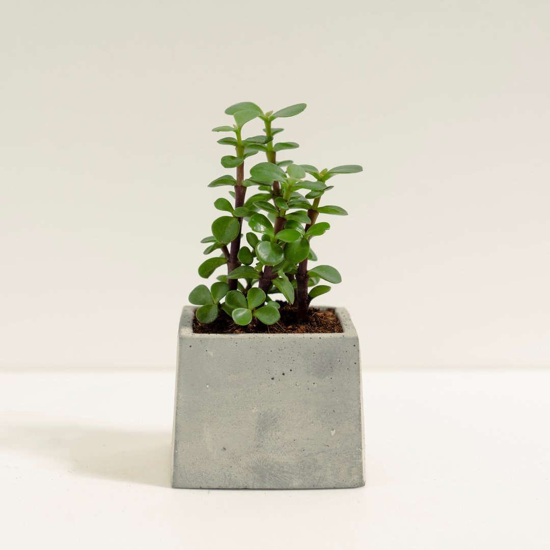 银杏木(二点五寸)│泥作系列│福所栽 - 植栽/盆栽 - 水泥 绿色
