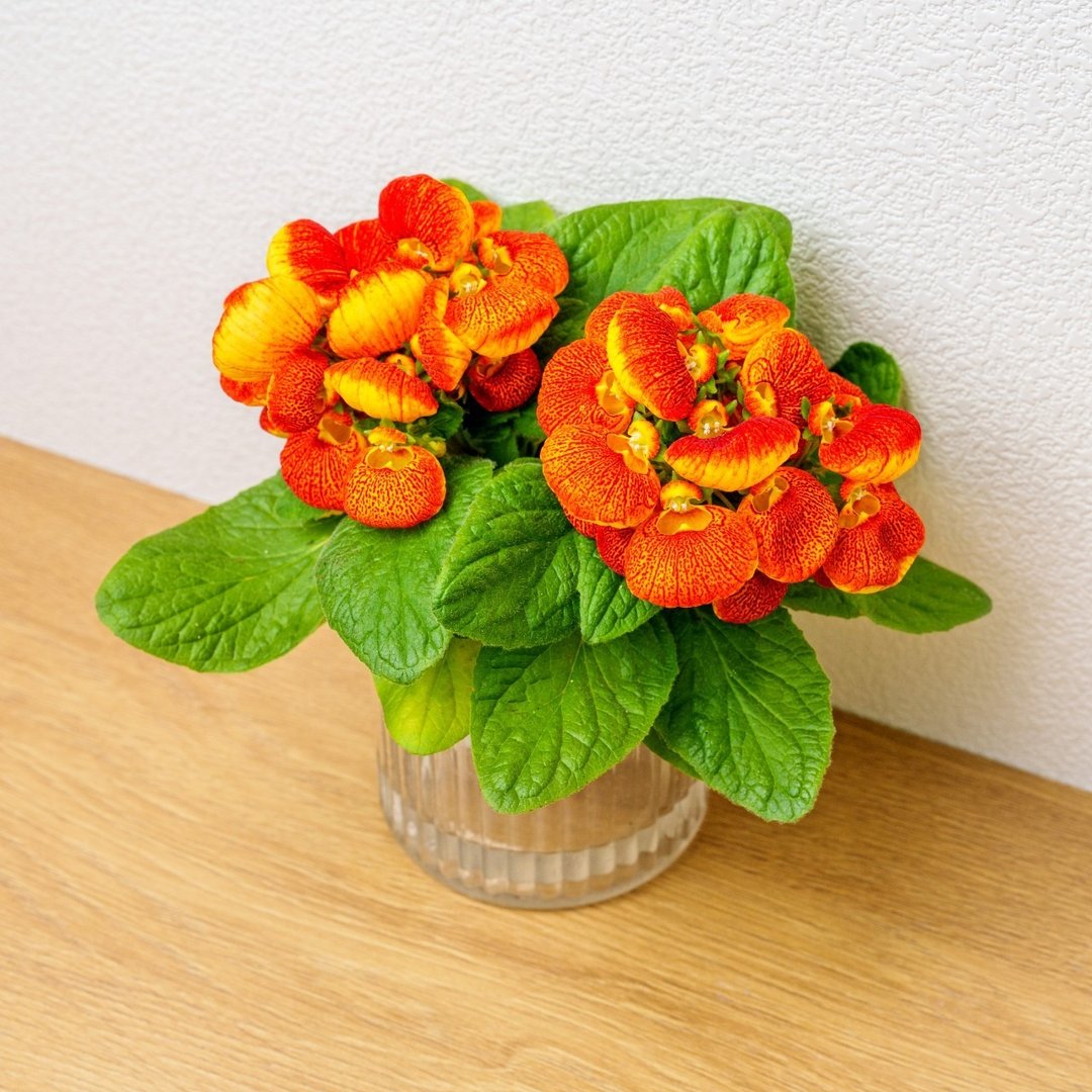 荷包花 免浇水盆栽 室内植物 观叶植物 礼物 盆栽 办公室小物 - 植栽/盆栽 - 植物．花 