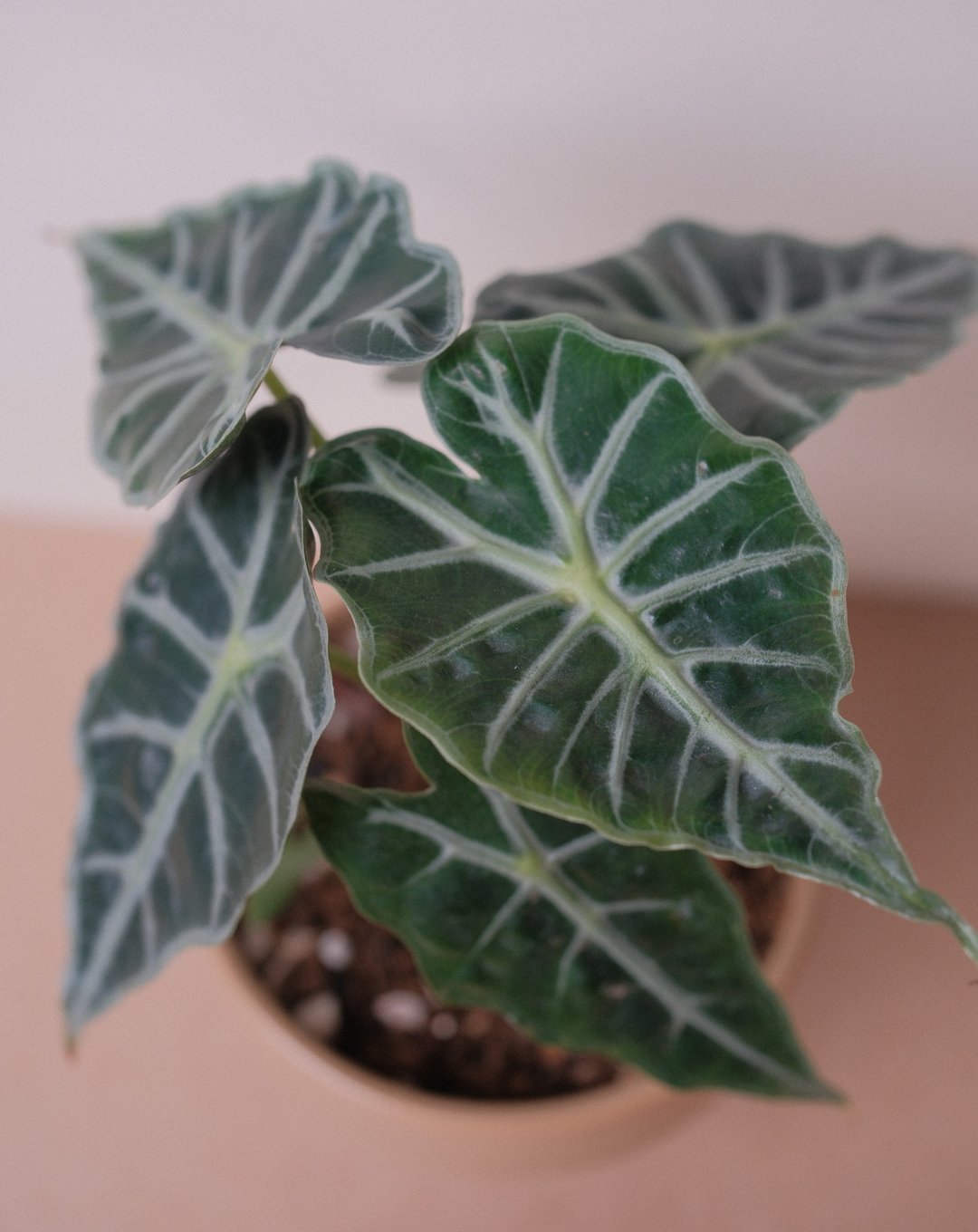 黑叶观音莲 - 植栽/盆栽 - 植物．花 