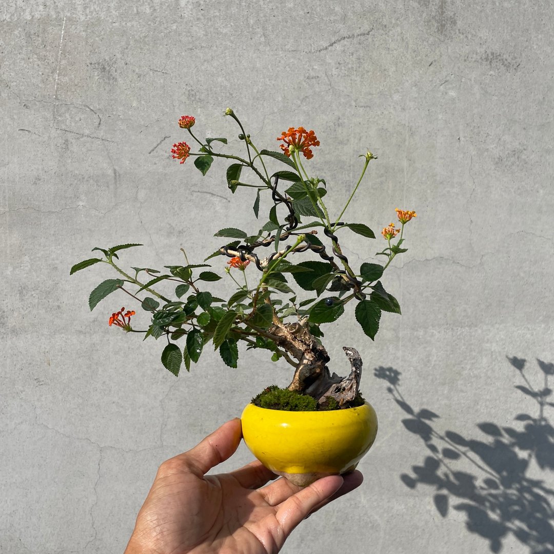 小品盆栽 - 山采马缨丹 - 植栽/盆栽 - 植物．花 