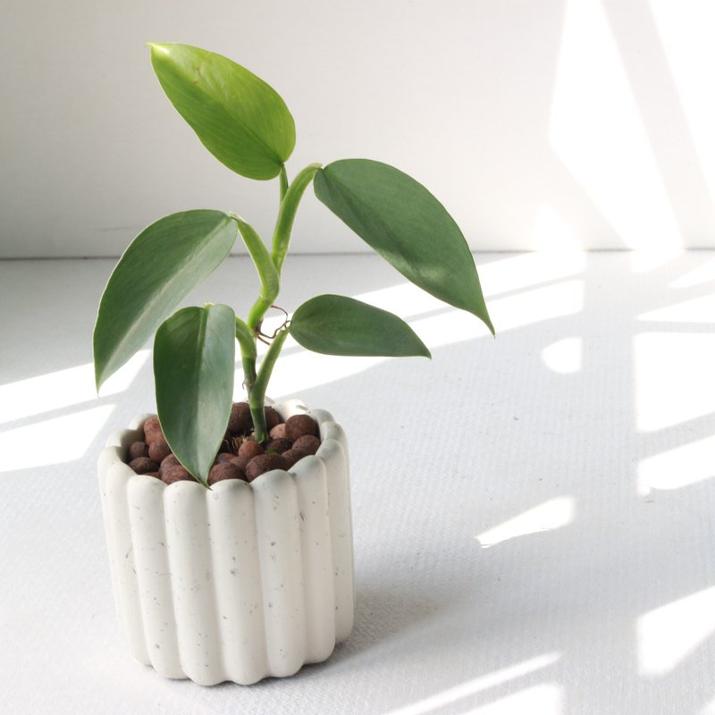 植栽 盆栽 l 银剑蔓绿绒  手指饼干水泥盆 银绿反光叶片 散光 - 植栽/盆栽 - 水泥 