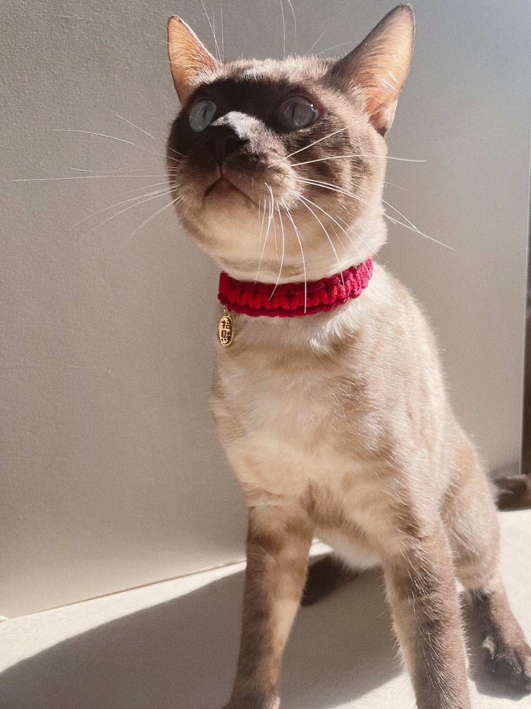 招财猫咪项圈 - 编织/羊毛毡/布艺 - 棉 