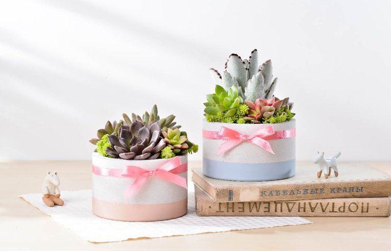 有泥真好 |  多肉盆栽 礼物 - 植栽/盆栽 - 植物．花 绿色