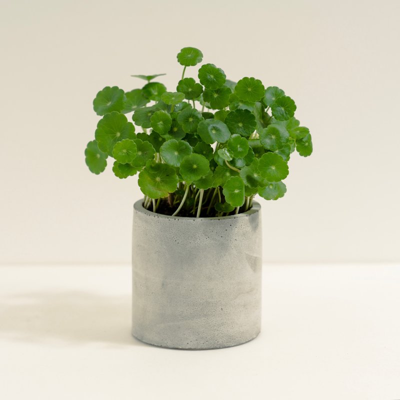 铜钱草│泥作系列│福所栽 - 植栽/盆栽 - 水泥 绿色