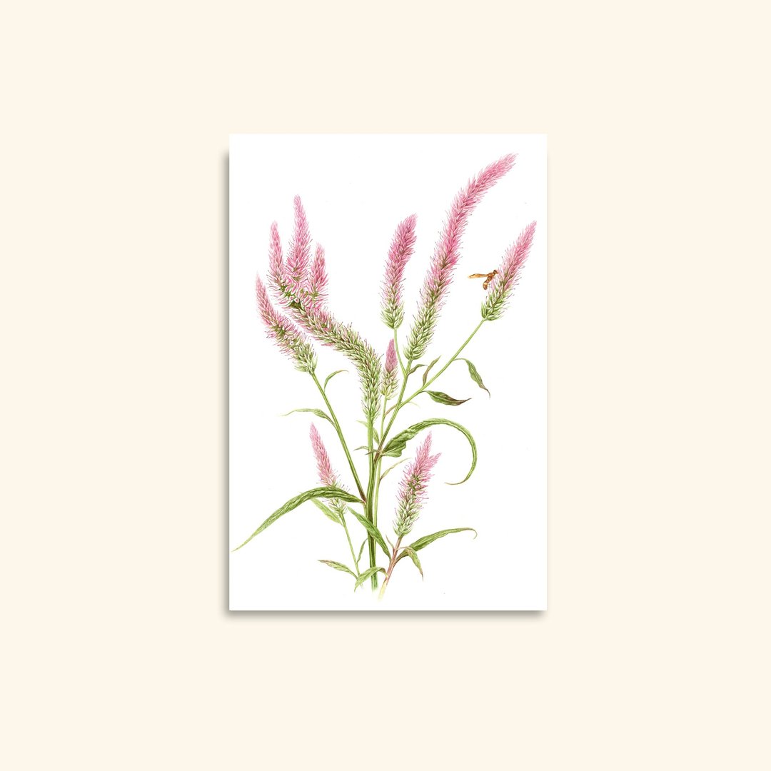 青葙水彩问候卡：植物花卉艺术 - 卡片/明信片 - 纸 