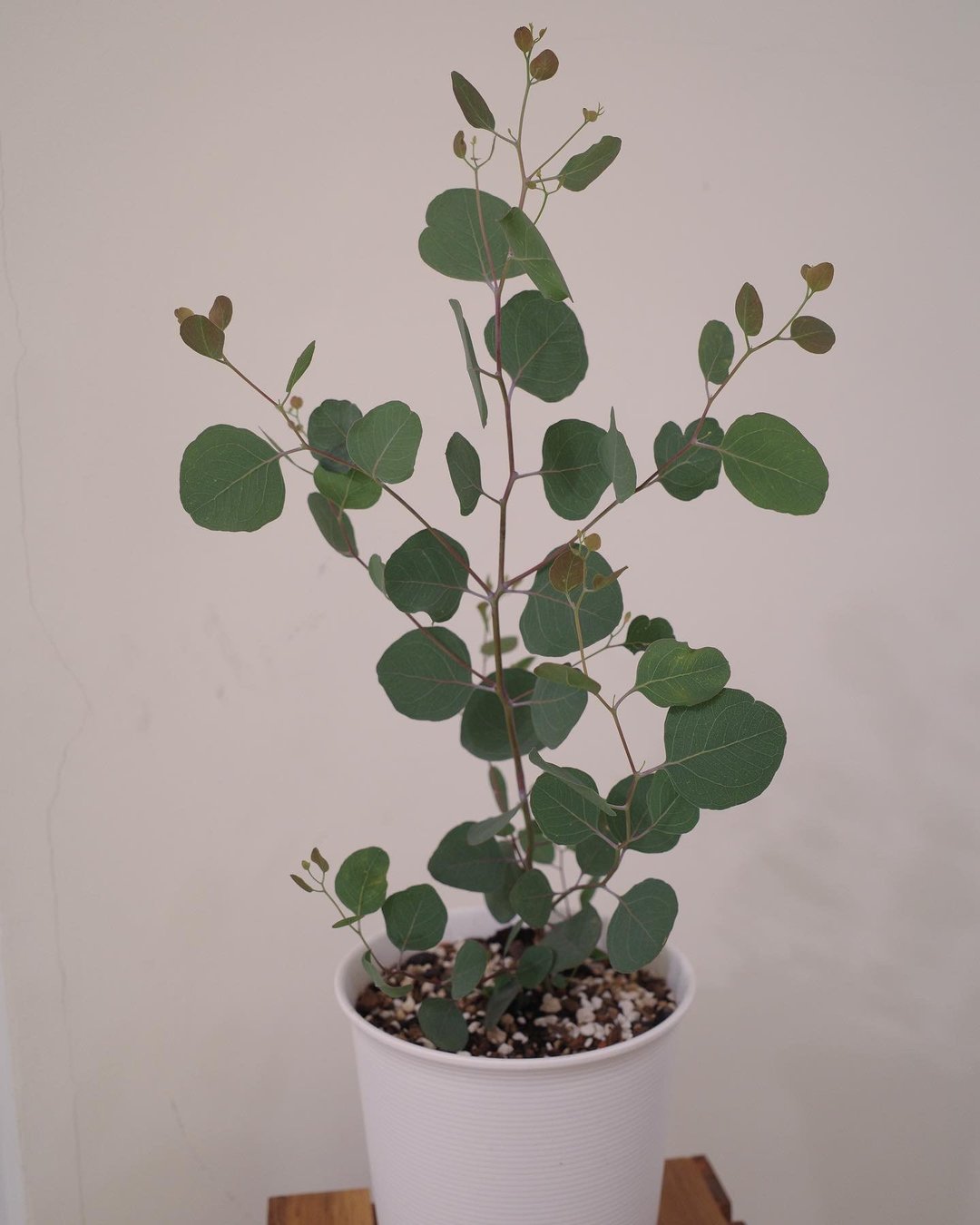 大圆叶尤加利 多花桉 - 植栽/盆栽 - 植物．花 银色