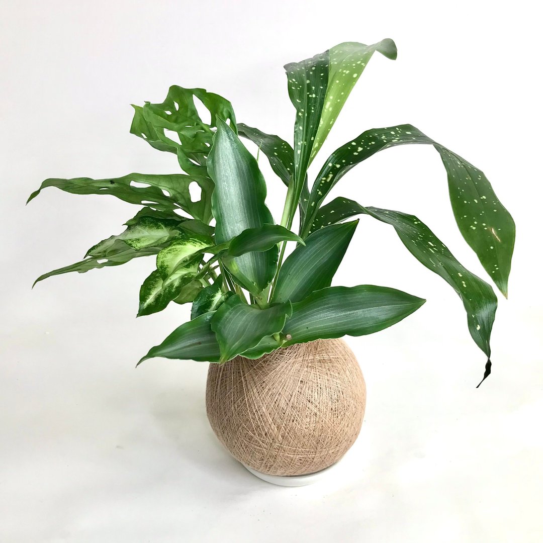 水仙竹 四品组合植栽苔球 - 植栽/盆栽 - 植物．花 