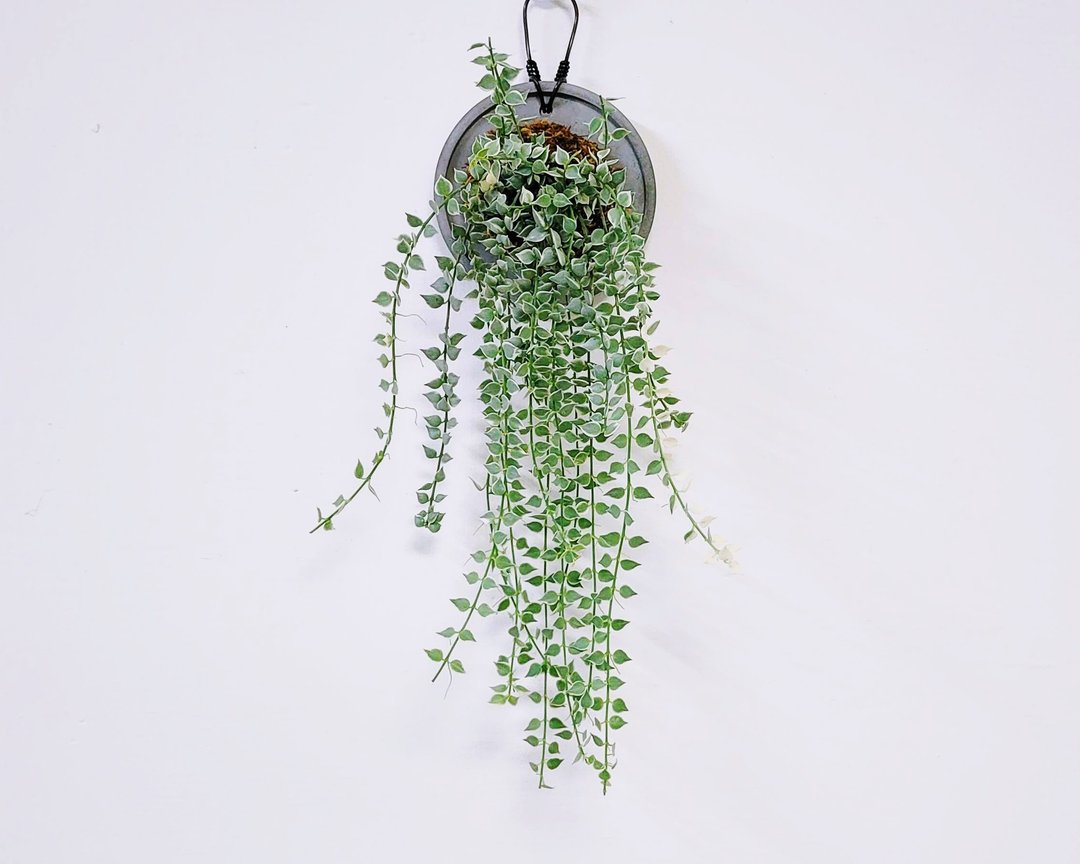 斑叶百万心│水泥上板植栽│阳台植物│喜光植物│观叶植物│多肉 - 植栽/盆栽 - 植物．花 多色