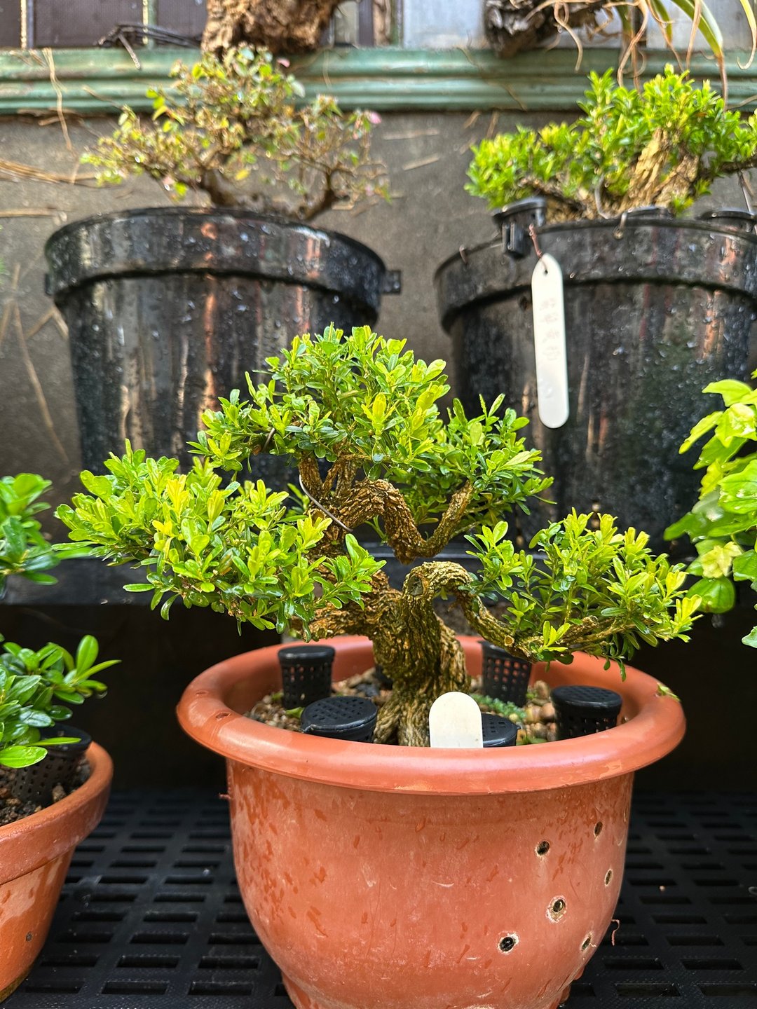 雅致盆栽首选・小品盆栽・雀舌黄杨 - 植栽/盆栽 - 植物．花 