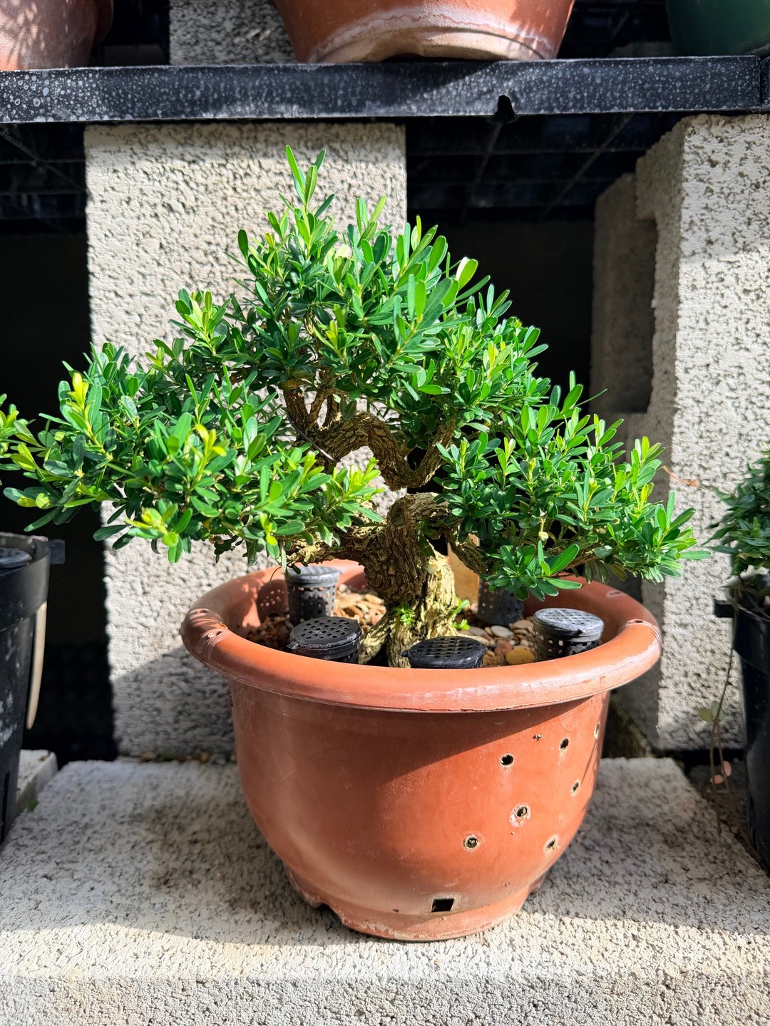 雅致盆栽首选・小品盆栽・雀舌黄杨 - 植栽/盆栽 - 植物．花 