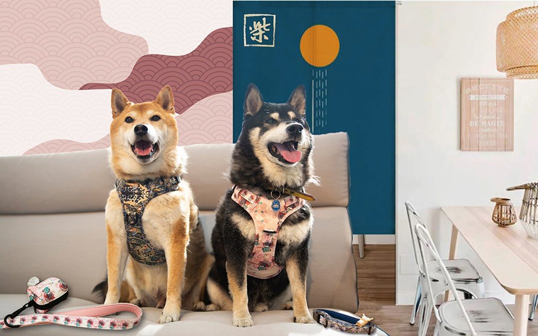 柴犬大学 - 全系列胸背五件套组 胸背带 牵绳 项圈 蝴蝶结 捡便包 - 项圈/牵绳 - 棉 