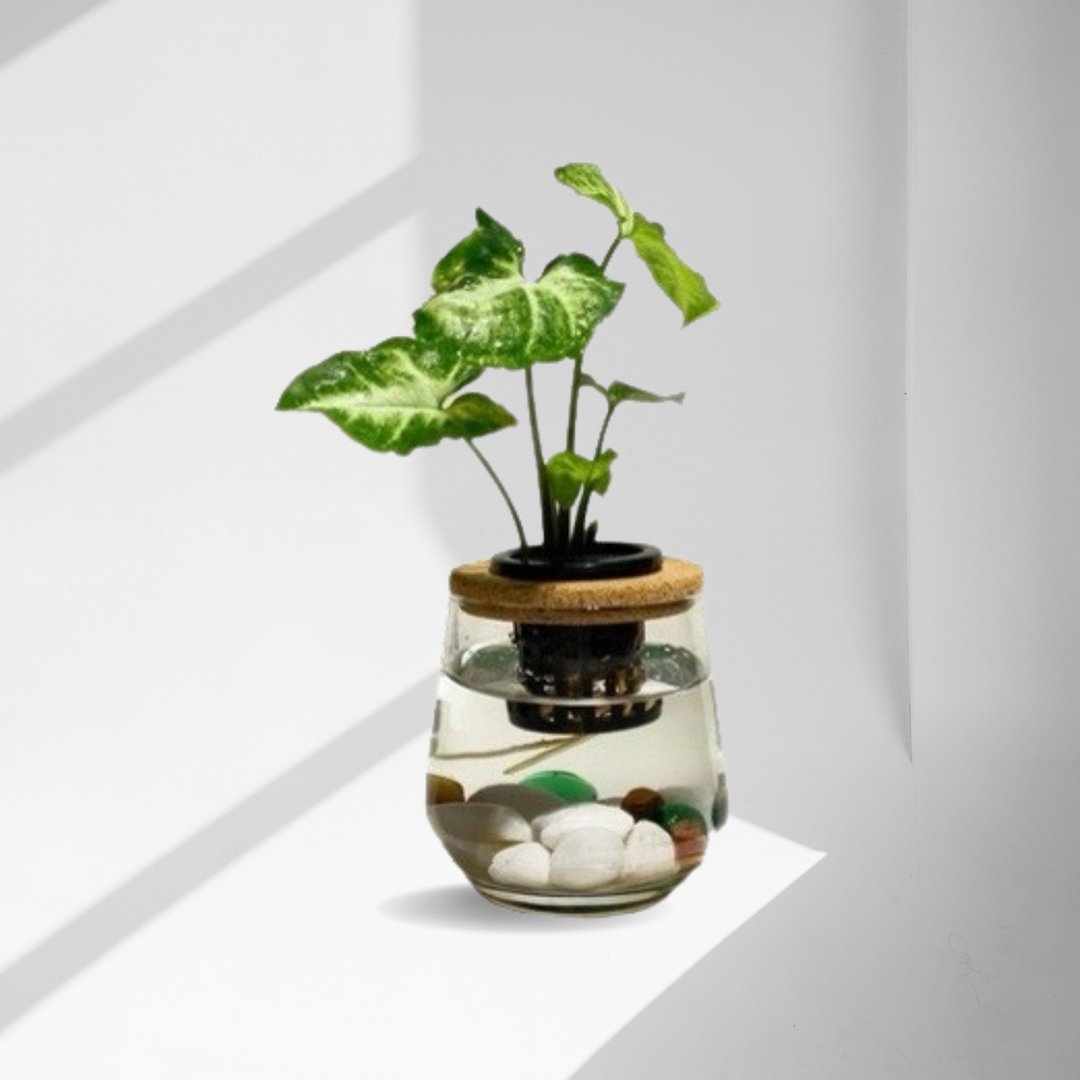 蕨美植栽 室内网美水耕植栽 合果芋 x 弧形透明玻璃瓶 轻巧疗愈 - 植栽/盆栽 - 植物．花 