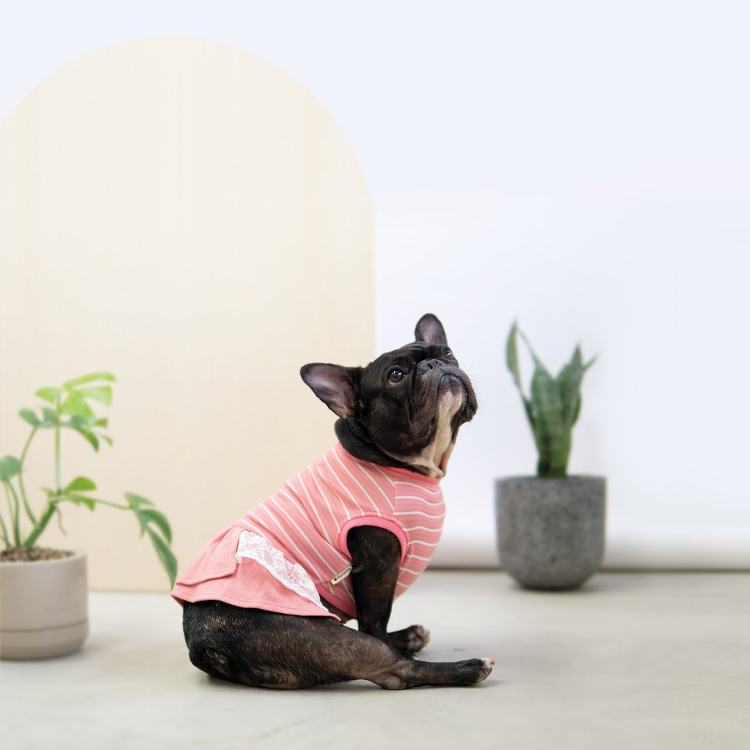 宠物衣 - Snug-in Striped Dog Dress - 衣/帽 - 棉．麻 粉红色