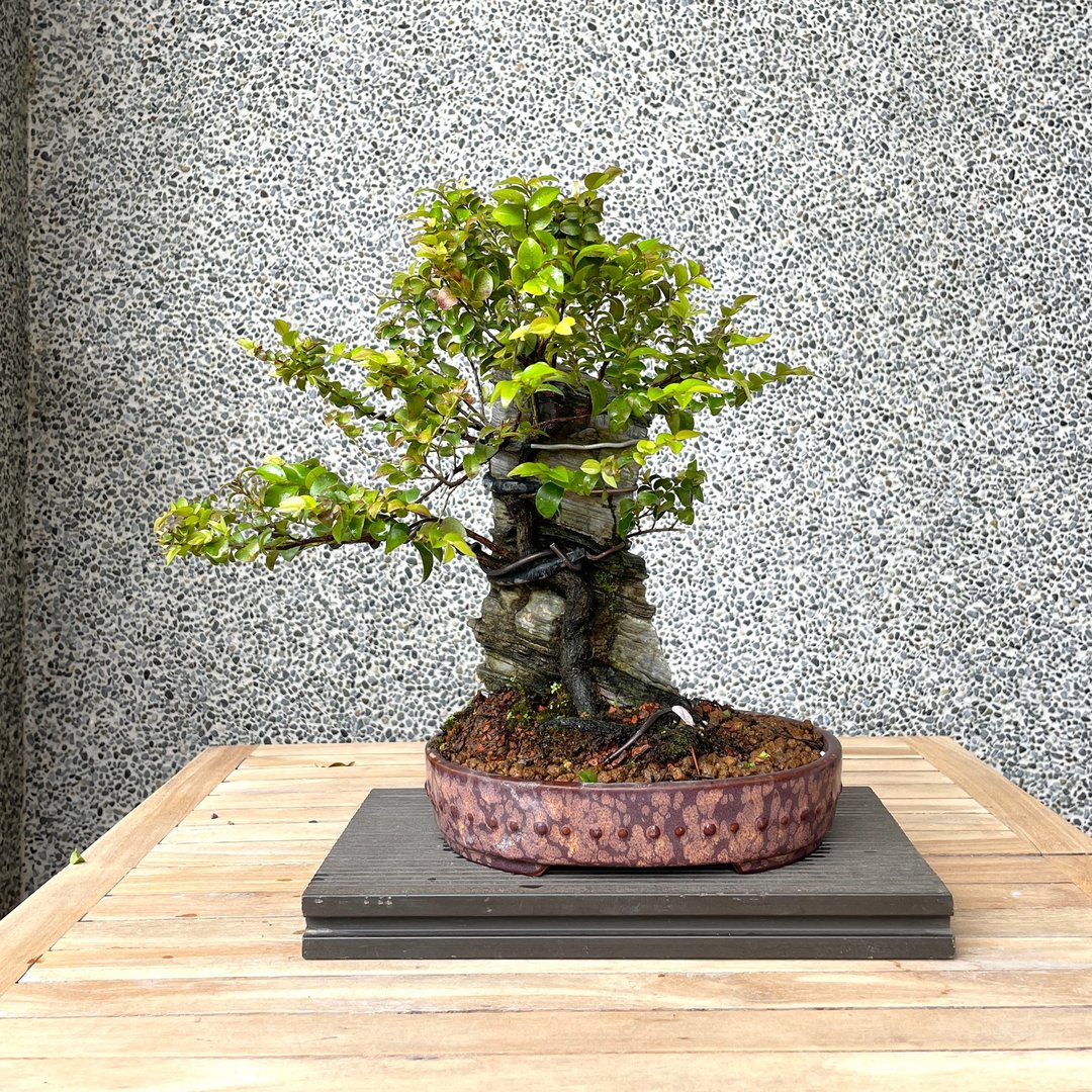 小品盆栽-付石紫檀 盆景 送礼 - 植栽/盆栽 - 植物．花 