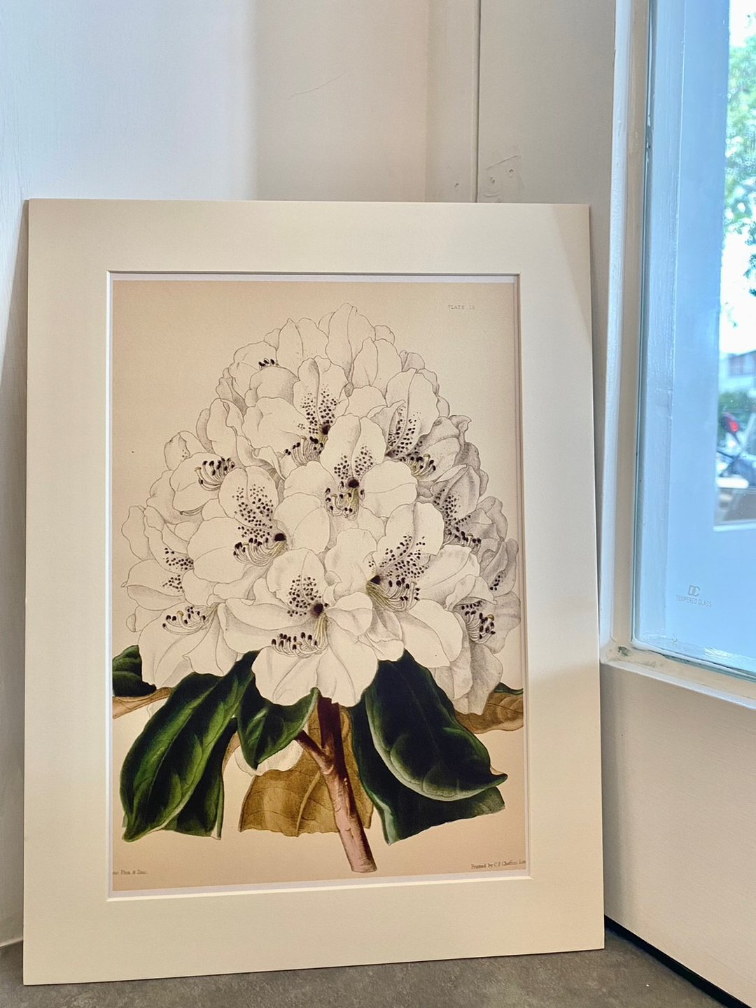 本店独立印制英国古典植物图鉴Flower Garden 花卉插画 - 海报/装饰画/版画 - 纸 