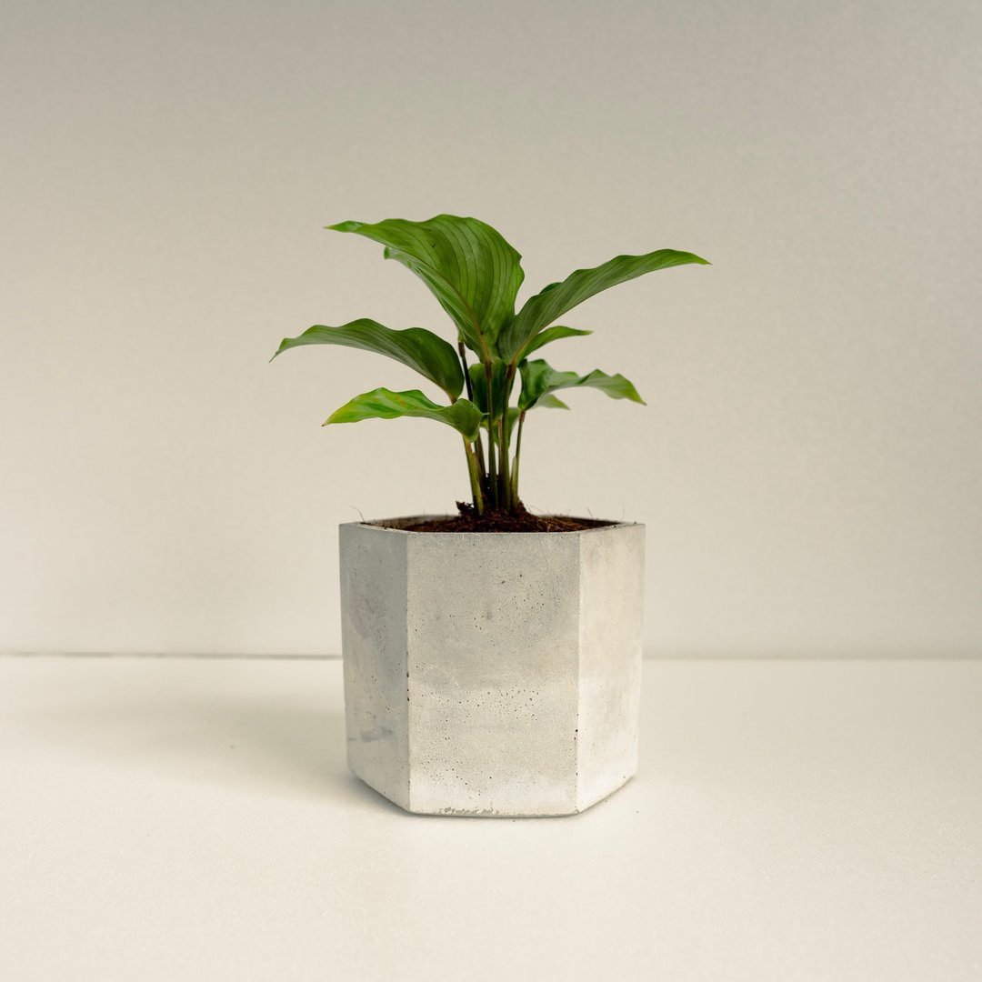 翠叶竹芋│泥作系列│福所栽 - 植栽/盆栽 - 水泥 绿色
