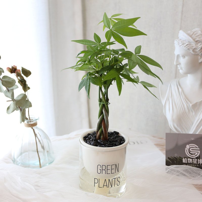 吸水盆栽专区 / 懒人盆栽 蓄水盆栽 植物新手推荐 开运招财植栽 - 植栽/盆栽 - 植物．花 