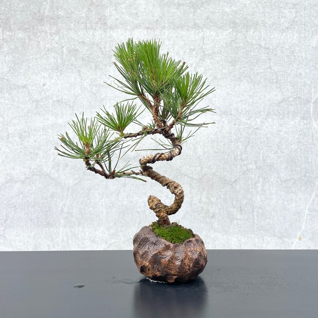 小品盆栽-黑松 盆景 送礼 - 植栽/盆栽 - 植物．花 