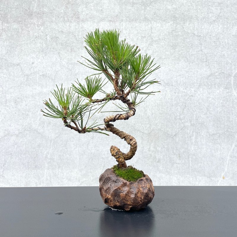 小品盆栽-黑松 盆景 送礼 - 植栽/盆栽 - 植物．花 
